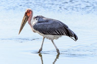 Marabou Stork At Moremi Game Reserve (Okavango Nehri Deltası), Milli Park, Botsvana