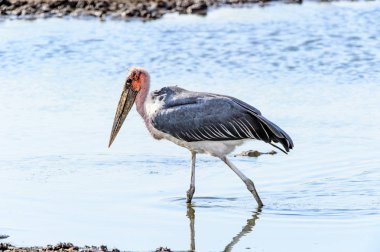 Marabou Stork At Moremi Game Reserve (Okavango Nehri Deltası), Milli Park, Botsvana