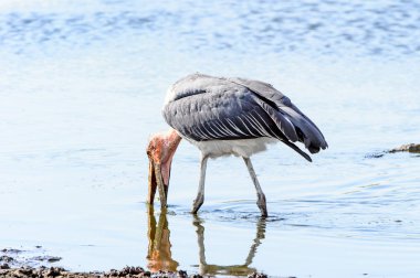 Marabou Stork At Moremi Game Reserve (Okavango Nehri Deltası), Milli Park, Botsvana
