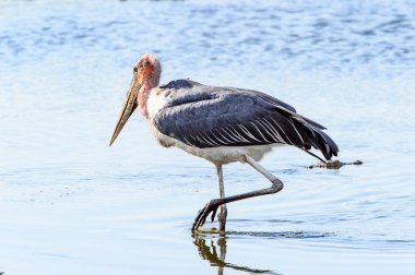 Marabou Stork At Moremi Game Reserve (Okavango Nehri Deltası), Milli Park, Botsvana