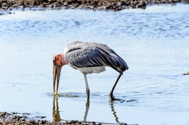 Marabou Stork At Moremi Game Reserve (Okavango Nehri Deltası), Milli Park, Botsvana