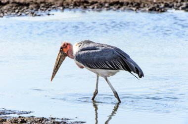 Marabou Stork At Moremi Game Reserve (Okavango Nehri Deltası), Milli Park, Botsvana