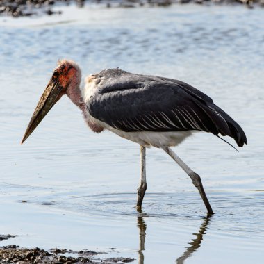 Marabou Stork At Moremi Game Reserve (Okavango Nehri Deltası), Milli Park, Botsvana