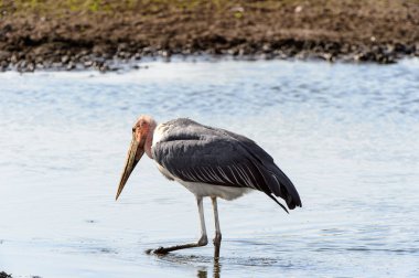 Marabou Stork At Moremi Game Reserve (Okavango Nehri Deltası), Milli Park, Botsvana