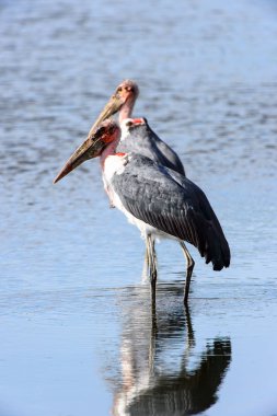 Marabou Stork At Moremi Game Reserve (Okavango Nehri Deltası), Milli Park, Botsvana