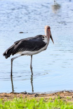 Marabou Stork At Moremi Game Reserve (Okavango Nehri Deltası), Milli Park, Botsvana