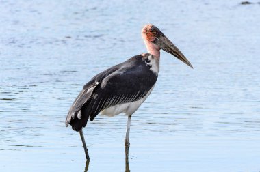 Marabou Stork At Moremi Game Reserve (Okavango Nehri Deltası), Milli Park, Botsvana