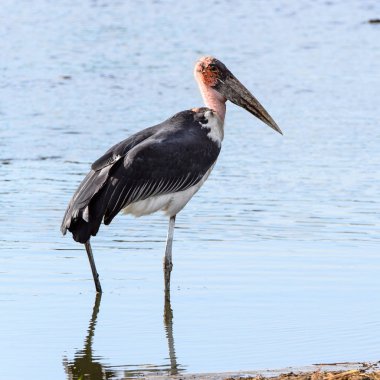 Marabou Stork At Moremi Game Reserve (Okavango Nehri Deltası), Milli Park, Botsvana