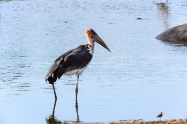 Marabou Stork At Moremi Game Reserve (Okavango Nehri Deltası), Milli Park, Botsvana