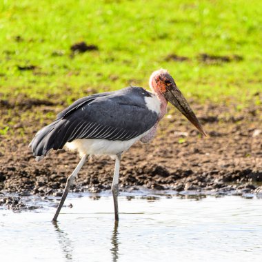 Marabou Stork At Moremi Game Reserve (Okavango Nehri Deltası), Milli Park, Botsvana