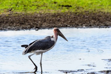 Marabou Stork At Moremi Game Reserve (Okavango Nehri Deltası), Milli Park, Botsvana