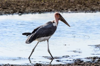 Marabou Stork At Moremi Game Reserve (Okavango Nehri Deltası), Milli Park, Botsvana