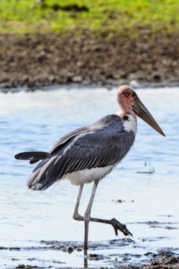 Marabou Stork At Moremi Game Reserve (Okavango Nehri Deltası), Milli Park, Botsvana