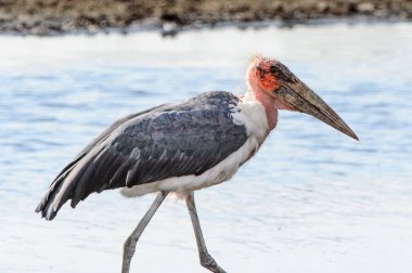 Marabou Stork At Moremi Game Reserve (Okavango Nehri Deltası), Milli Park, Botsvana