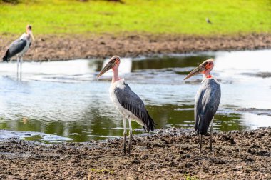 Marabou Stork At Moremi Game Reserve (Okavango Nehri Deltası), Milli Park, Botsvana
