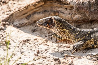 Monitör Kertenkele Moremi Oyun Rezerv (Okavango River Delta), Milli Park, Botsvana