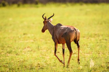 Antilop, Moremi Game Reserve (Okavango Nehri Deltası), Ulusal Park, Botsvana