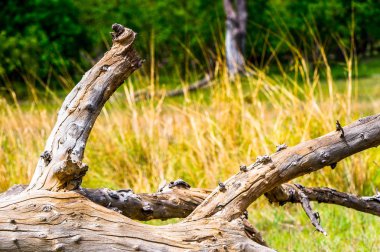Okavango Deltası Manzarası (Okavango Çayırı), Afrika'nın Yedi Doğa Harikasından Biri, Botsvana