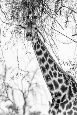 Moremi Game Reserve (Okavango Nehri Deltası), Ulusal Park, Botsvana'da zürafa