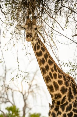 Moremi Game Reserve (Okavango Nehri Deltası), Ulusal Park, Botsvana'da zürafa