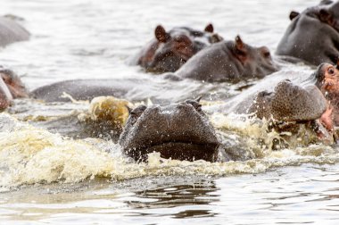 Birçok Su aygırı, Moremi Game Reserve (Okavango Nehri Deltası), Milli Park, Botsvana