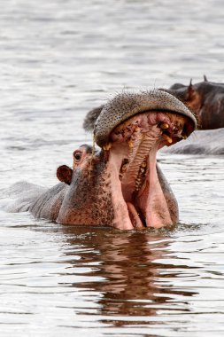 Moremi Game Reserve (Okavango Nehri Deltası), Milli Parkı, Botswana içinde açık ağız ile su aygırı