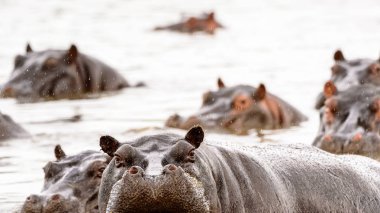 Suda Korkunç Su Aygırı, Moremi Game Reserve (Okavango Nehri Deltası), Milli Park, Botsvana