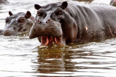 Suda Korkunç Su Aygırı, Moremi Game Reserve (Okavango Nehri Deltası), Milli Park, Botsvana