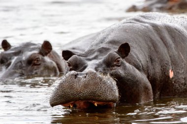 Suda Korkunç Su Aygırı, Moremi Game Reserve (Okavango Nehri Deltası), Milli Park, Botsvana