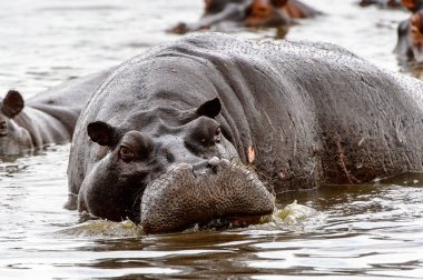 Suda Korkunç Su Aygırı, Moremi Game Reserve (Okavango Nehri Deltası), Milli Park, Botsvana