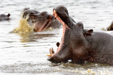 Moremi Game Reserve (Okavango Nehri Deltası), Milli Parkı, Botswana içinde açık ağız ile su aygırı