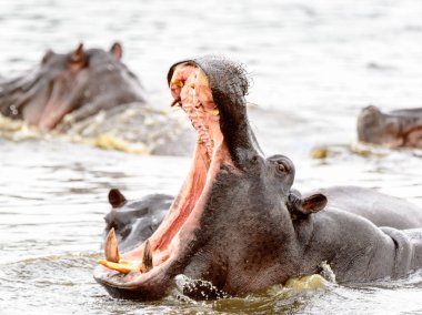 Hippopotamus with open mouth in the Moremi Game Reserve (Okavango River Delta), National Park, Botswana clipart