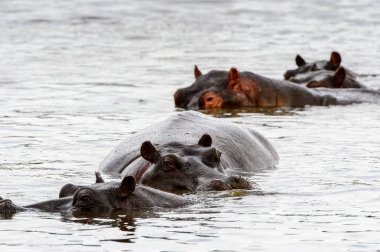 Hippopotamus, Moremi Game Reserve (Okavango Nehri Deltası), Milli Park, Botsvana