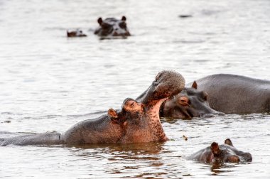Hippopotamus, Moremi Game Reserve (Okavango Nehri Deltası), Milli Park, Botsvana
