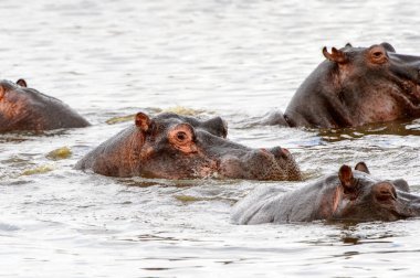 Hippopotamus, Moremi Game Reserve (Okavango Nehri Deltası), Milli Park, Botsvana