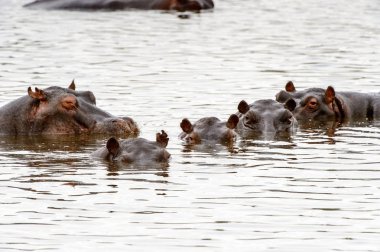 Hippopotamus, Moremi Game Reserve (Okavango Nehri Deltası), Milli Park, Botsvana
