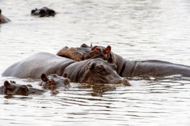 Hippopotamus, Moremi Game Reserve (Okavango Nehri Deltası), Milli Park, Botsvana