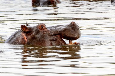 Hippopotamus, Moremi Game Reserve (Okavango Nehri Deltası), Milli Park, Botsvana