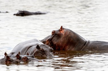 Hippopotamus, Moremi Game Reserve (Okavango Nehri Deltası), Milli Park, Botsvana