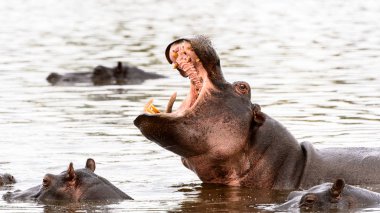 Moremi Game Reserve (Okavango Nehri Deltası), Milli Parkı, Botswana içinde açık ağız ile su aygırı