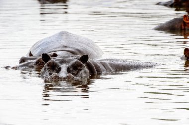 Hippopotamus, Moremi Game Reserve (Okavango Nehri Deltası), Milli Park, Botsvana