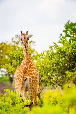Moremi Game Reserve (Okavango Nehri Deltası), Ulusal Park, Botsvana'da zürafa