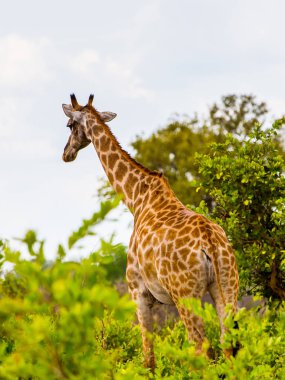Moremi Game Reserve (Okavango Nehri Deltası), Ulusal Park, Botsvana'da zürafa