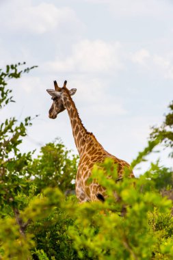Moremi Game Reserve (Okavango Nehri Deltası), Ulusal Park, Botsvana'da zürafa