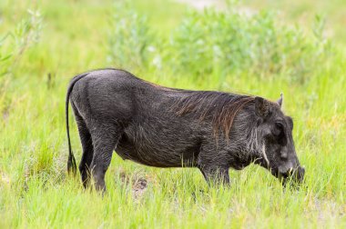 Yaban domuzu Moremi Game Reserve (Okavango Nehri Deltası), Milli Park, Botsvana ot yiyor