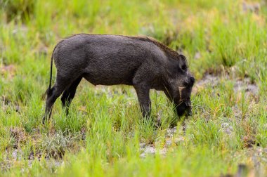 Yaban domuzu Moremi Game Reserve (Okavango Nehri Deltası), Milli Park, Botsvana ot yiyor