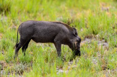 Yaban domuzu Moremi Game Reserve (Okavango Nehri Deltası), Milli Park, Botsvana ot yiyor