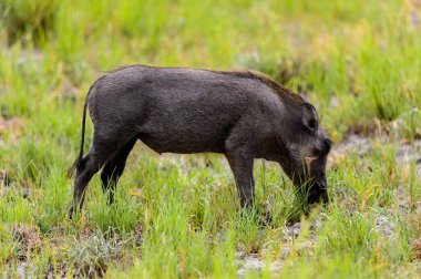 Yaban domuzu Moremi Game Reserve (Okavango Nehri Deltası), Milli Park, Botsvana ot yiyor
