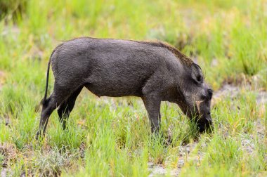 Yaban domuzu Moremi Game Reserve (Okavango Nehri Deltası), Milli Park, Botsvana ot yiyor