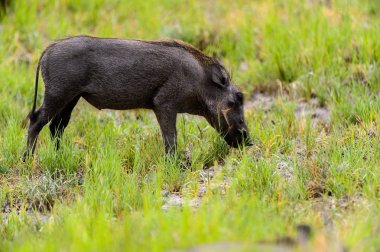 Yaban domuzu Moremi Game Reserve (Okavango Nehri Deltası), Milli Park, Botsvana ot yiyor
